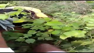 Desi gang porn