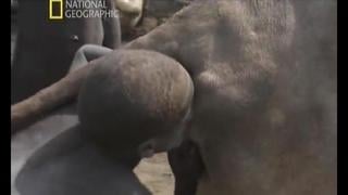 Секс с коровой африканские мальчики добывают молоко